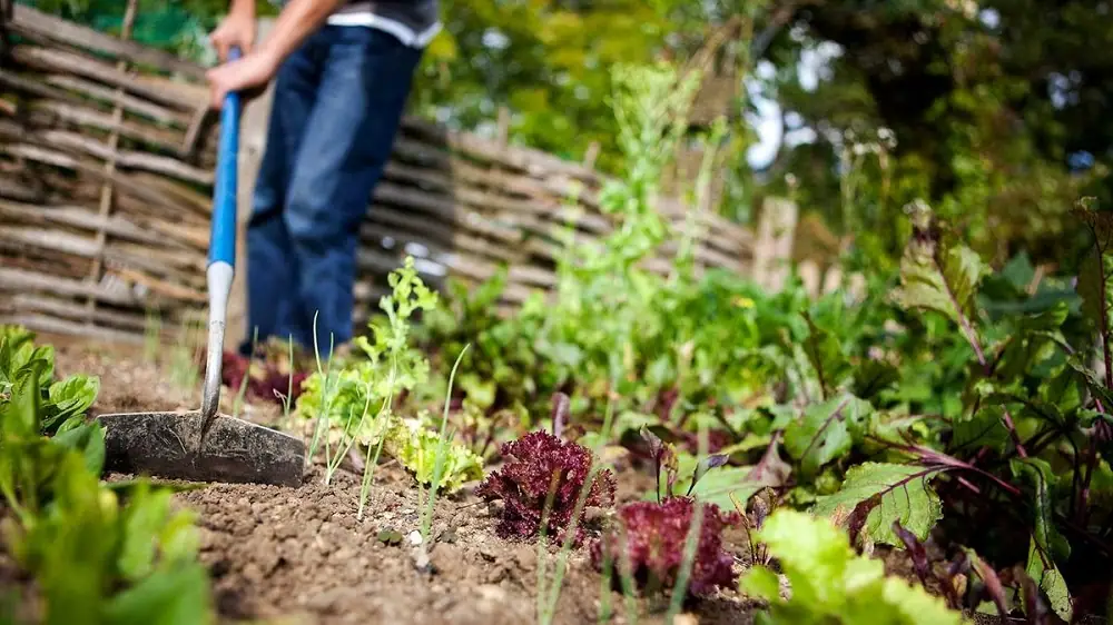 Weeding Hoes Every Gardener